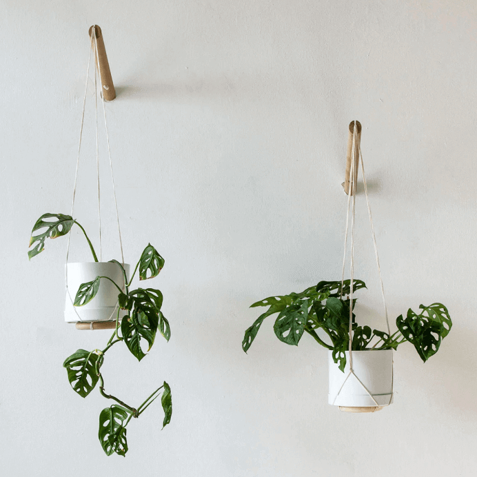 The Best Ways to Hang and Display Your Plants (2022) The Quality Edit